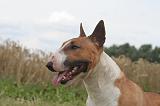 BULL TERRIER MINIATURE 035
